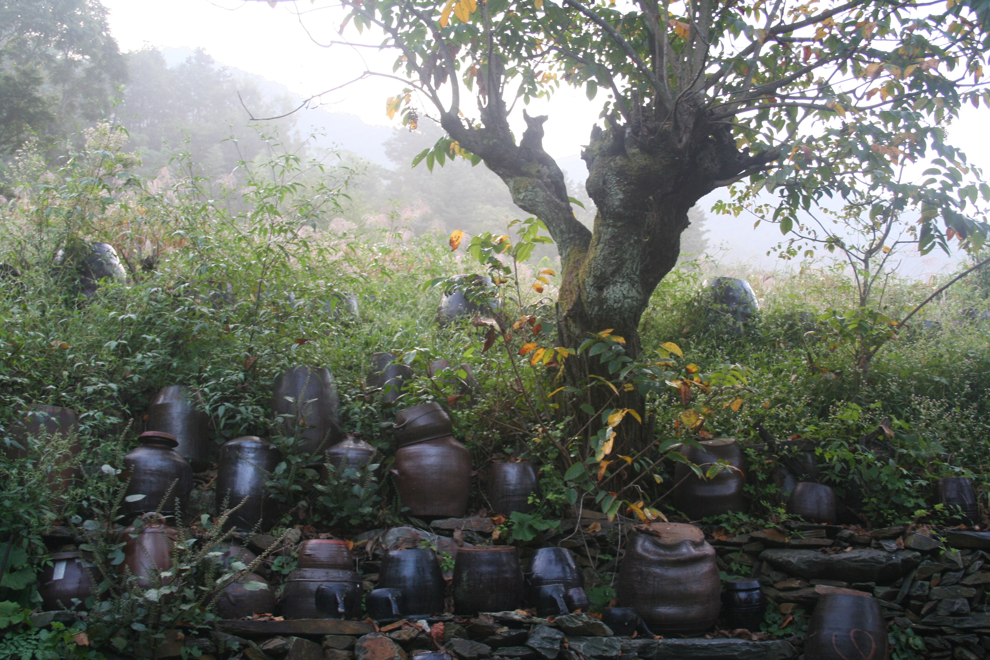 250-year-old Lacquer Tree